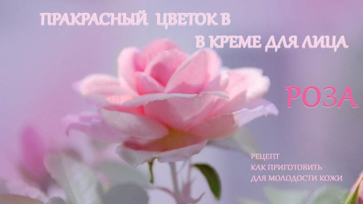 Душевные нежные цветы
