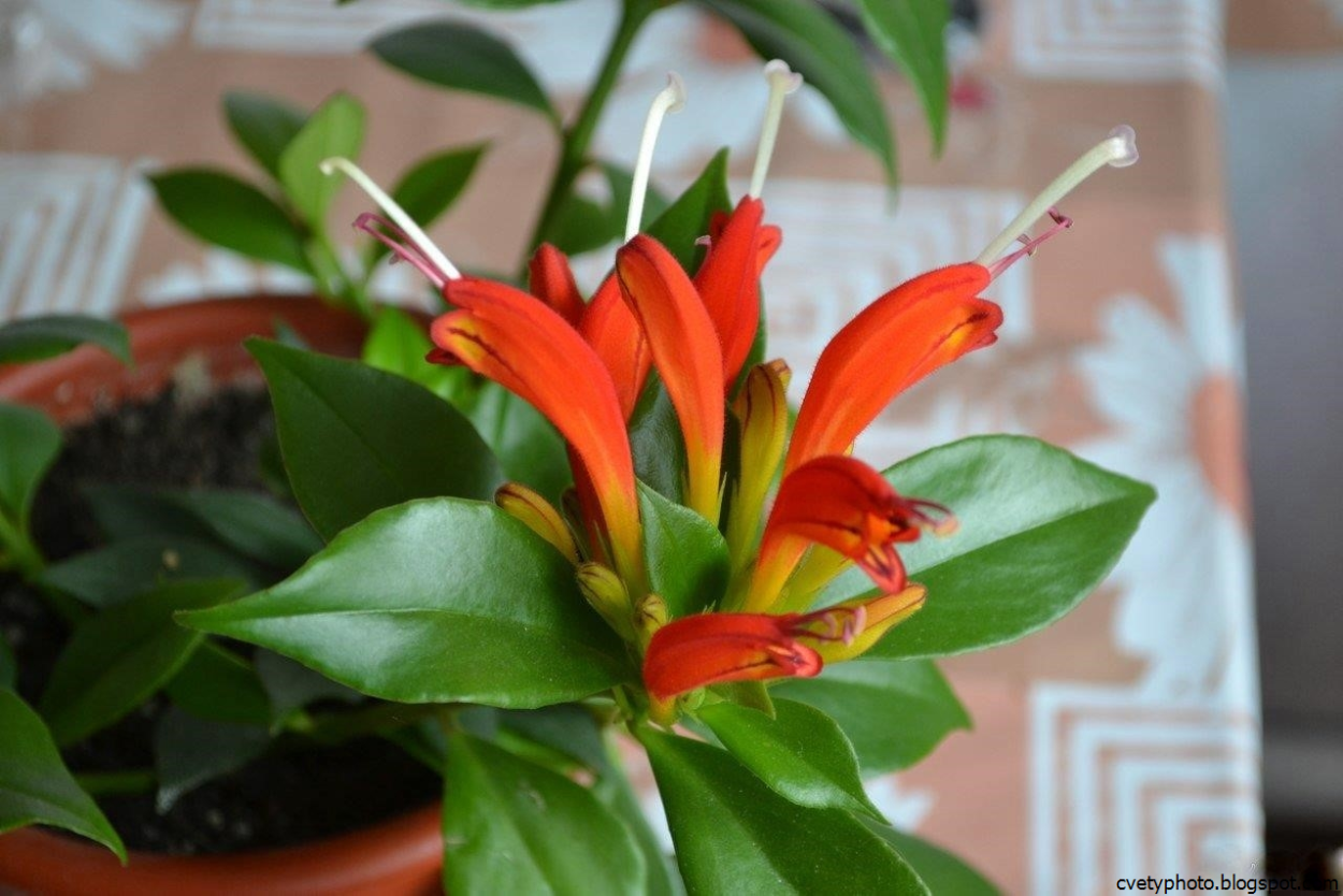 Комнатный цветок с ярко оранжевыми цветами