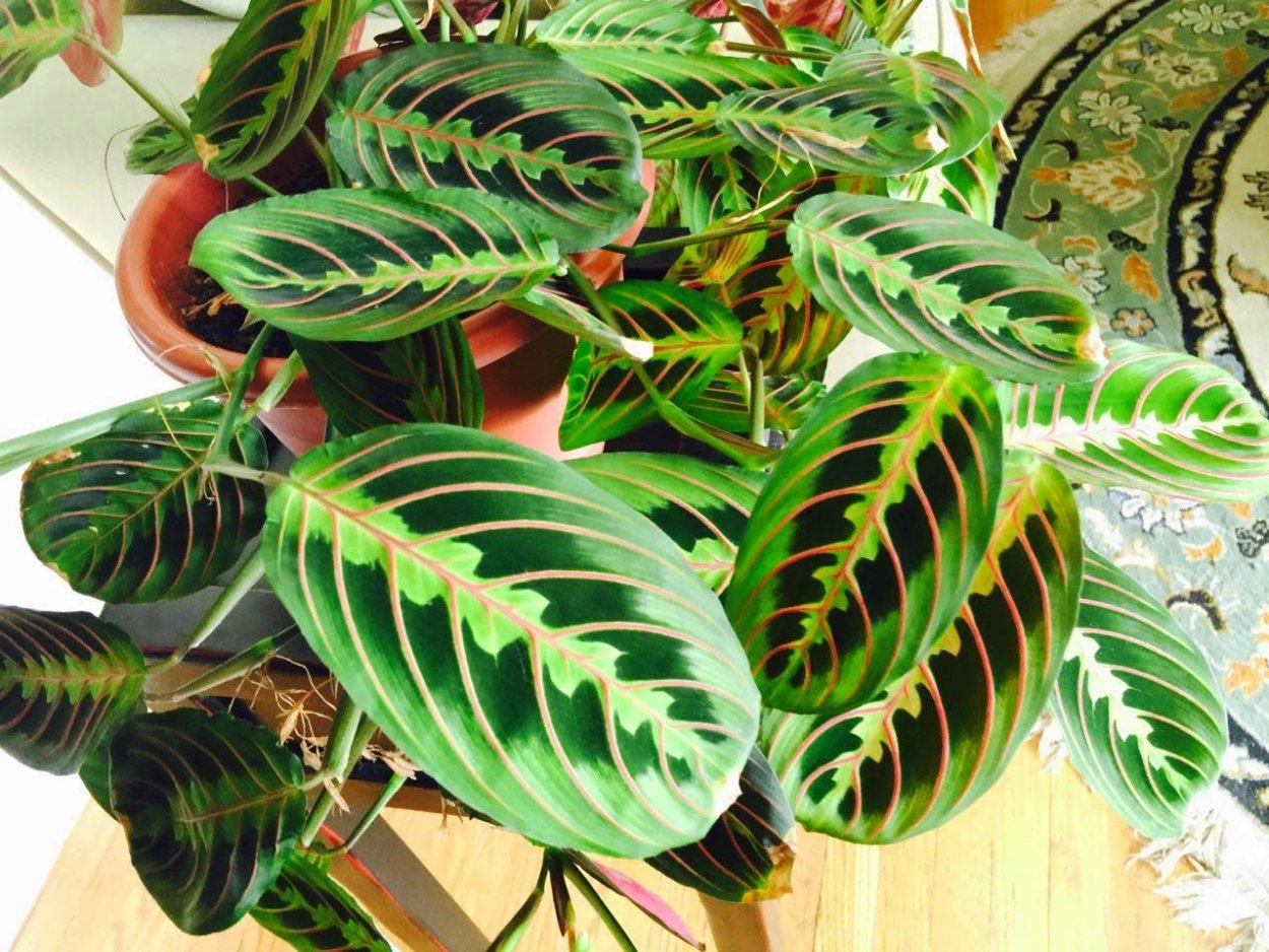 Маранта leuconeura