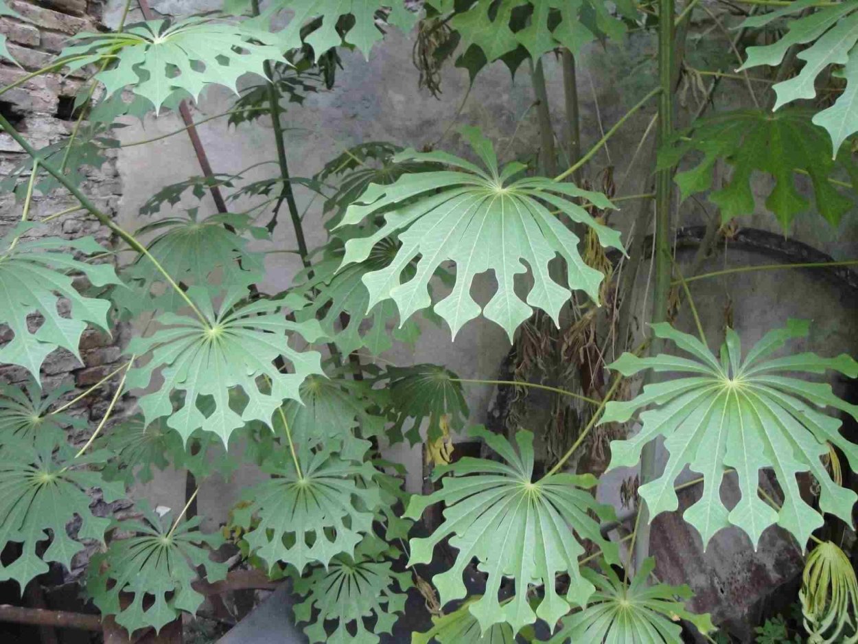 Manihot grahamii растение