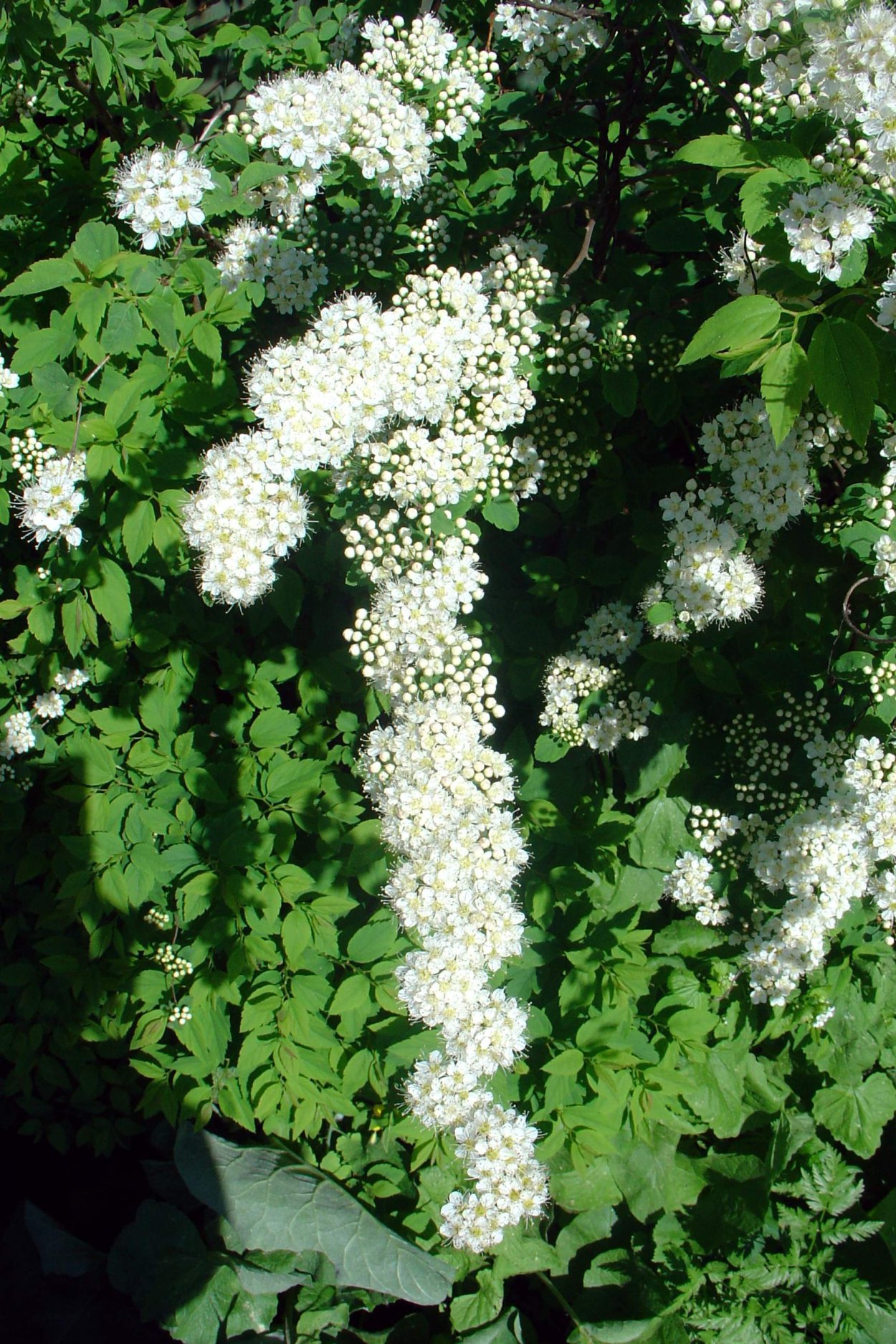 Белоцветущий кустарник