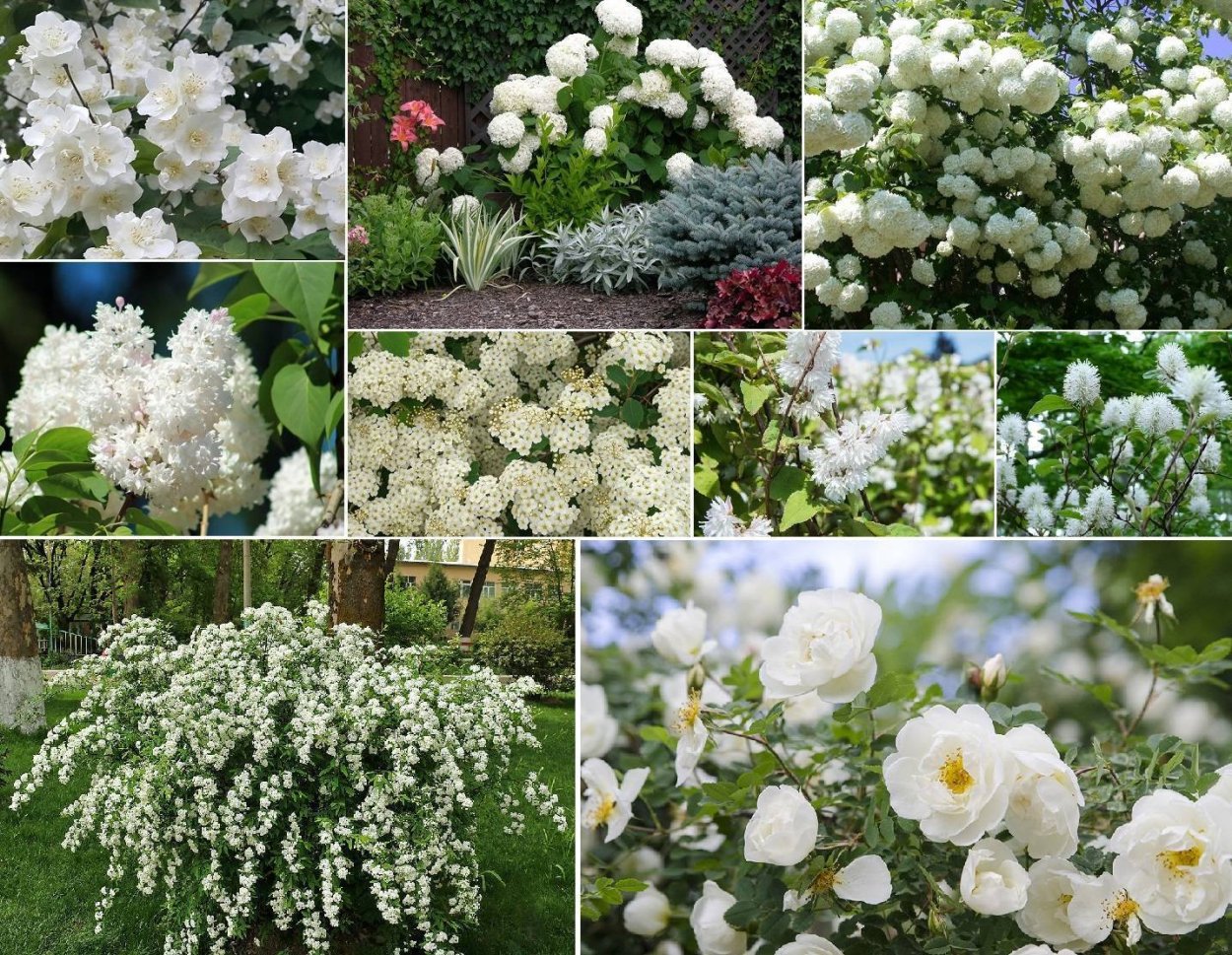 Куст белые цветы