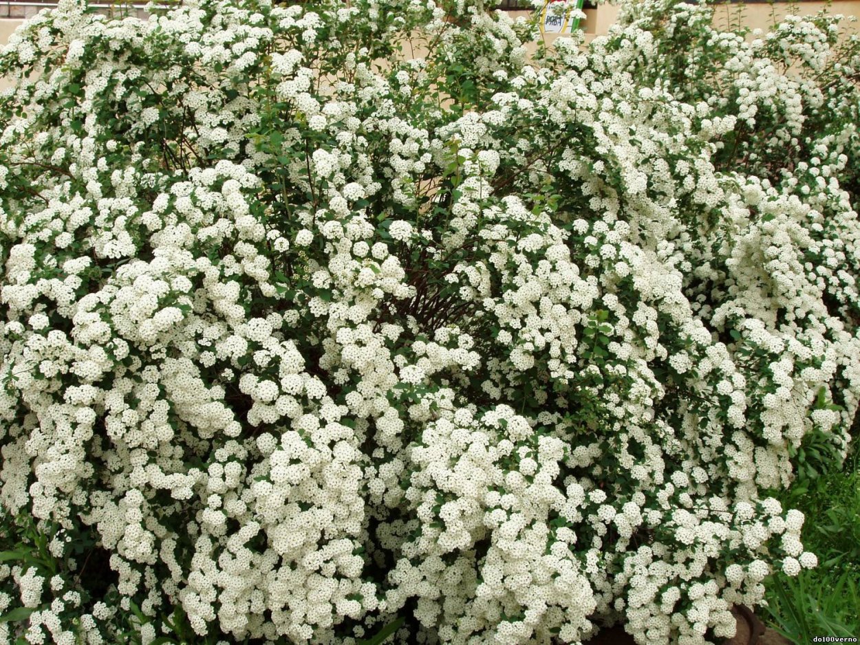 Дюри белый кустарник