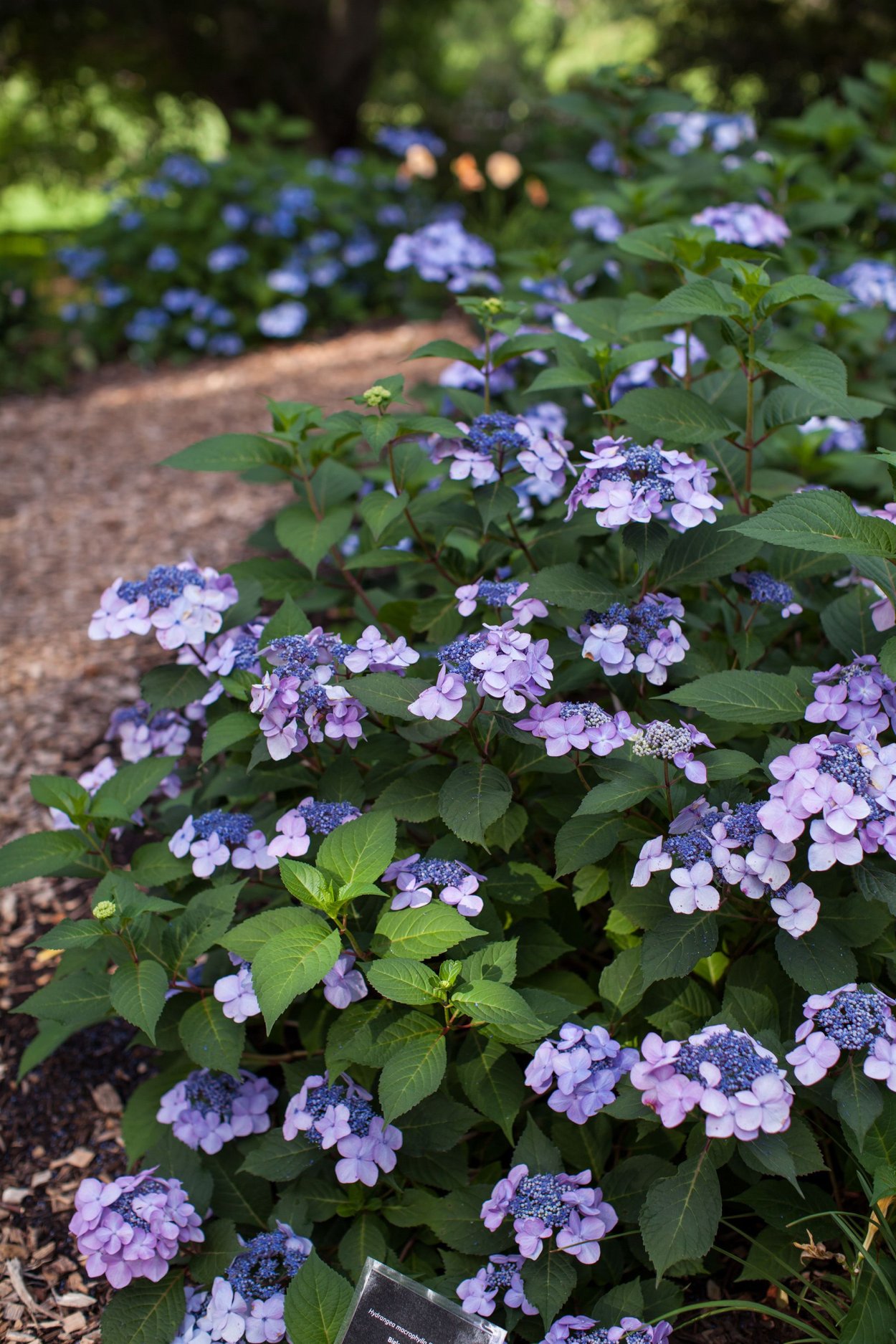 Hydrangea macrophylla endless Summer® Twist & Shout