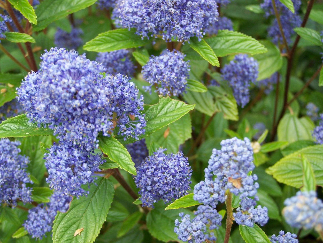 Цеанотус (краснокоренник) Ceanothus