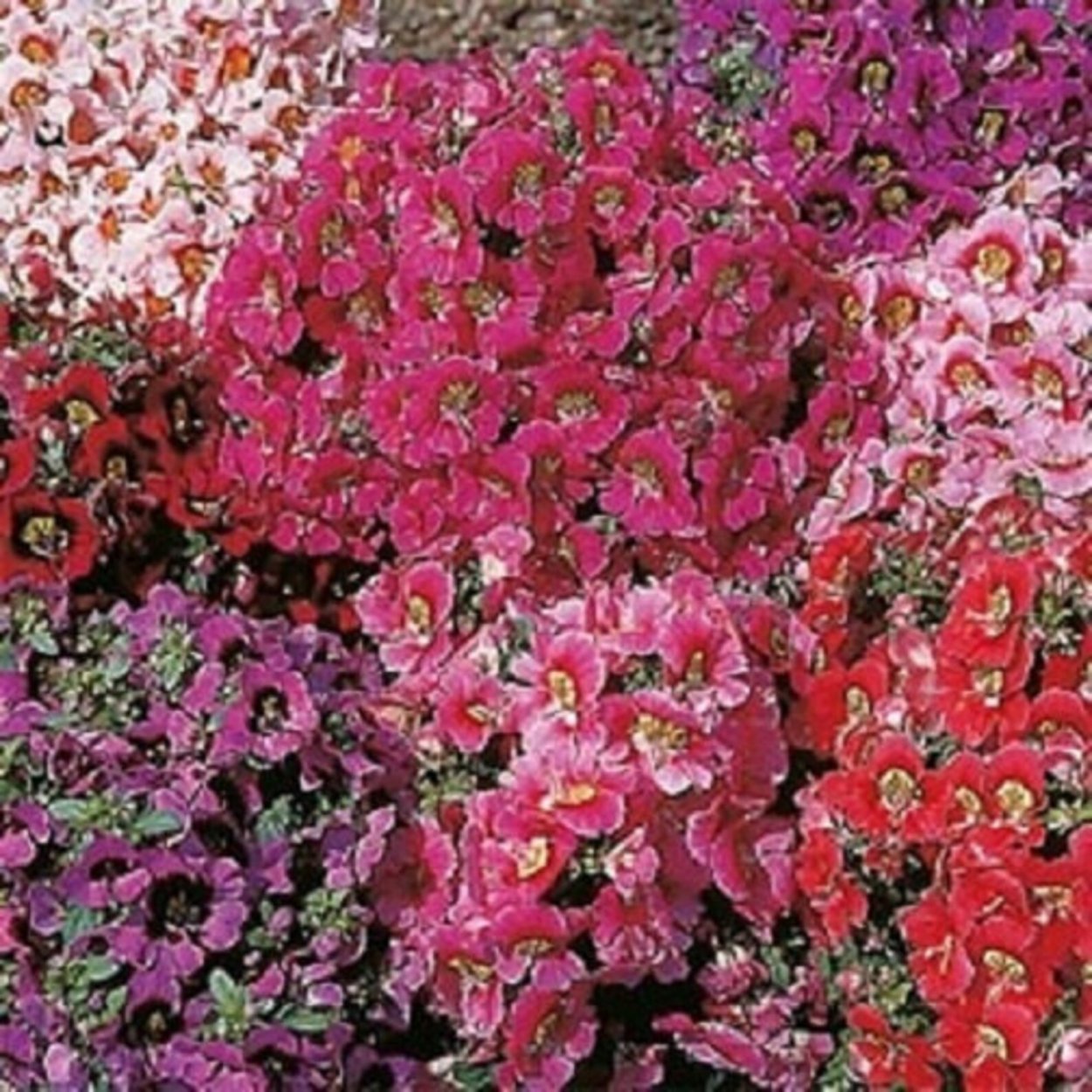 Схизантус Крылья ангела Floret