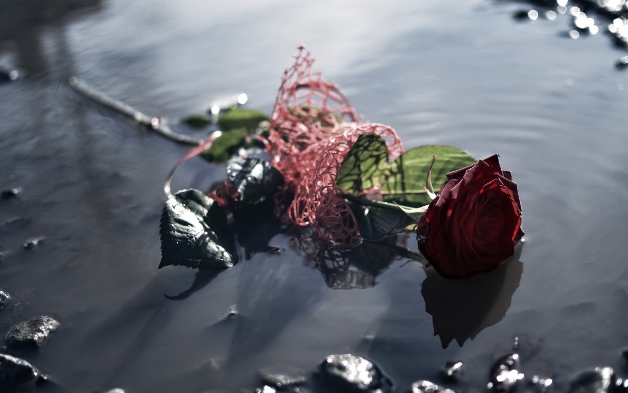 Розы в воде плавают