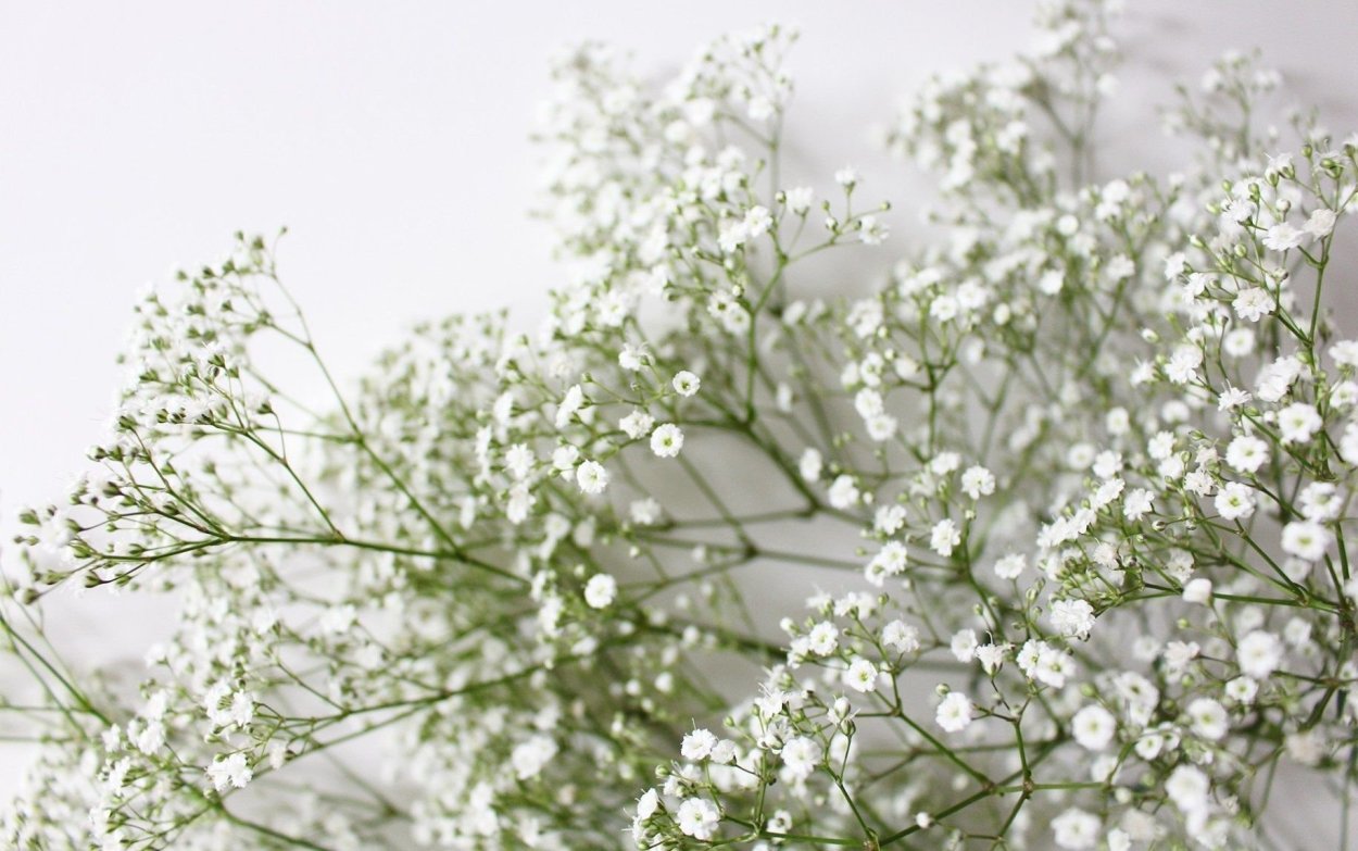 Растение с маленькими белыми цветочками