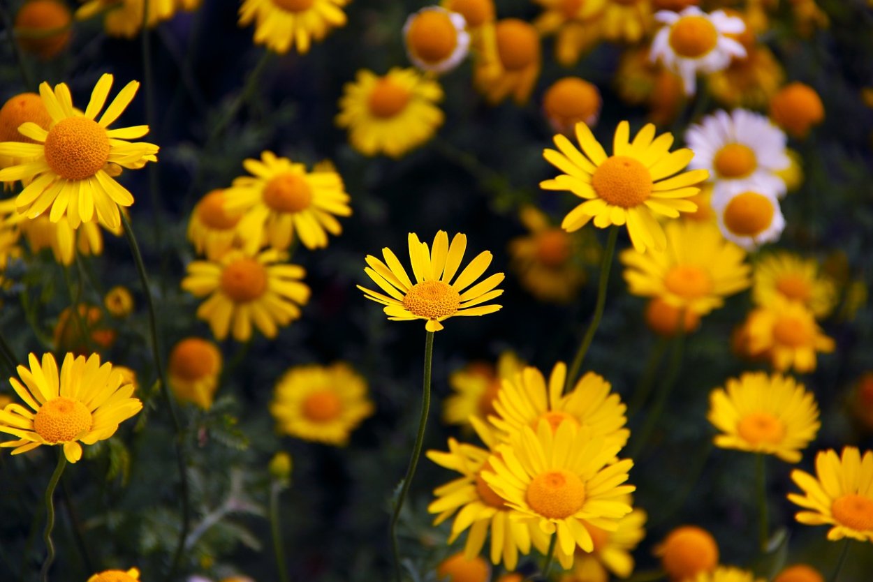 Yellow Daisy