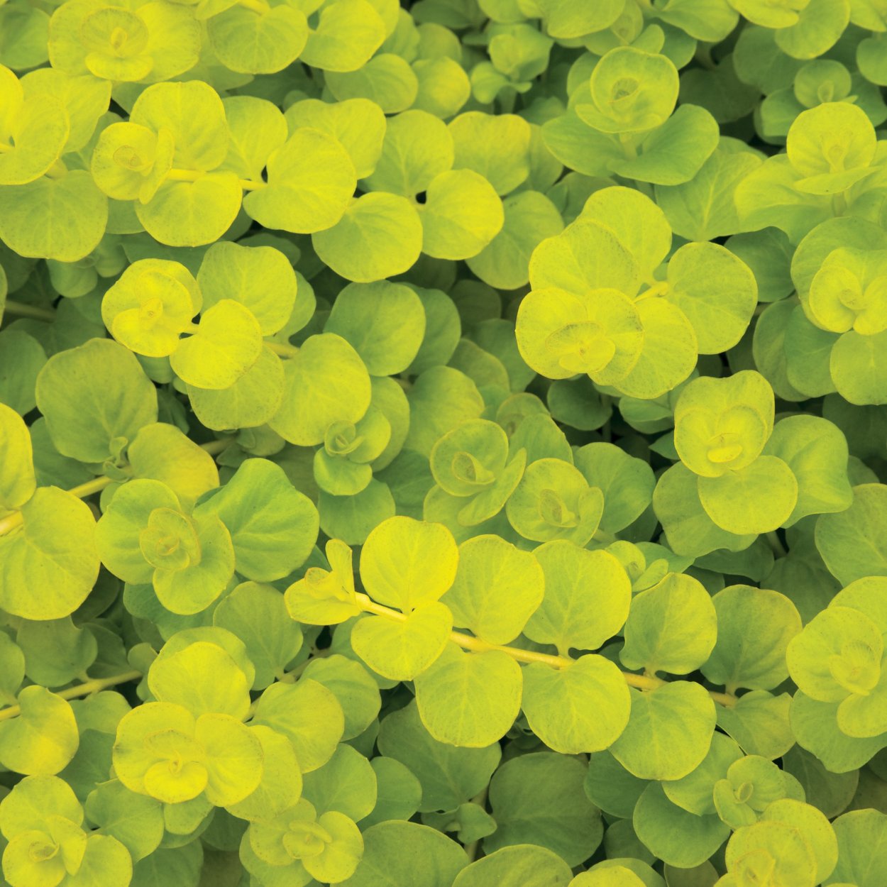 Лизимахия Lysimachia Goldilocks