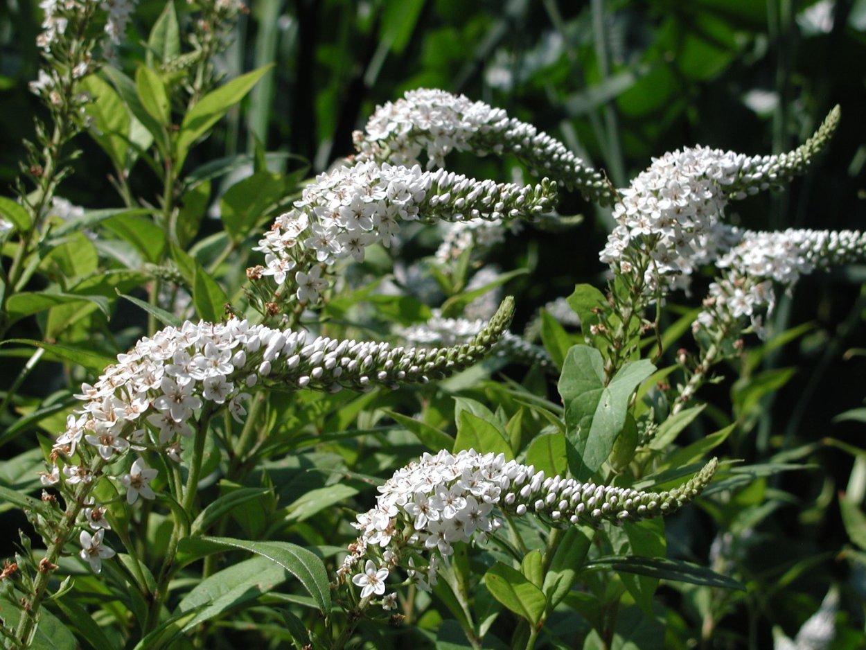 Вербейник клетровидный 'Clethroides'