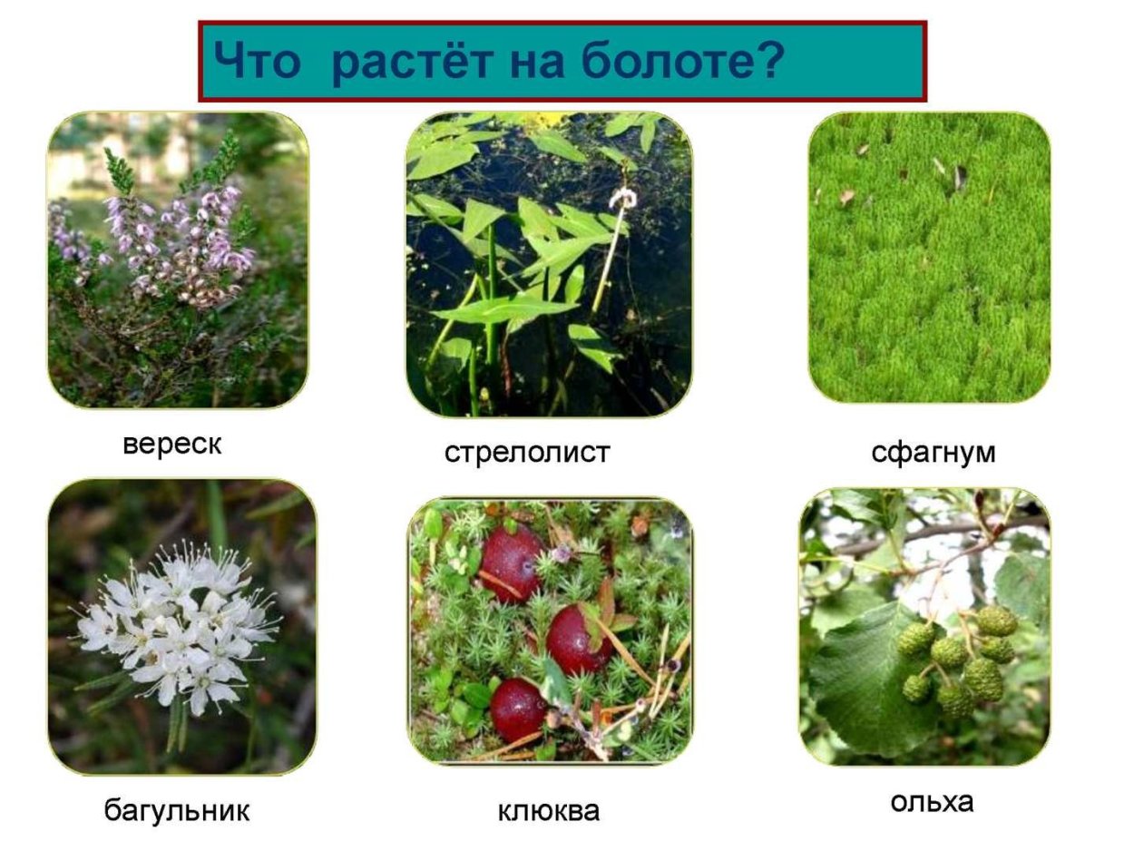 Растения болот