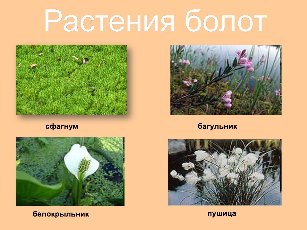 Растения болот