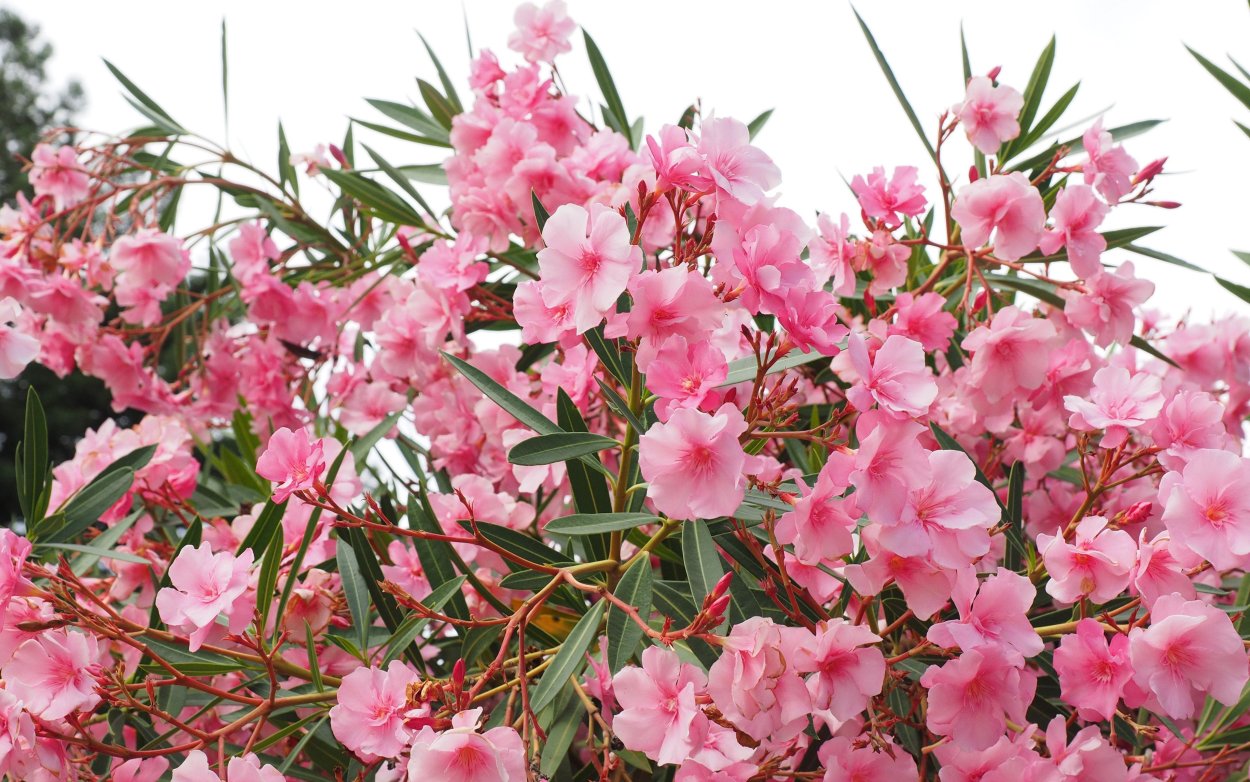 Южное растение с розовыми цветами