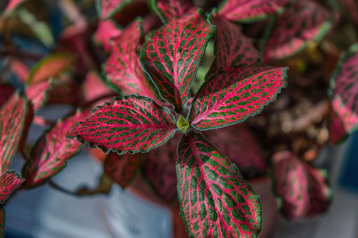 Фиттония Вершаффельта (fittonia verschaffeltii)