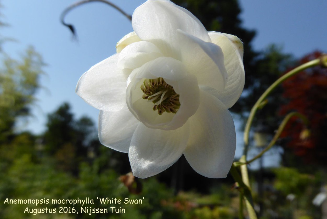Anemonopsis macrophylla