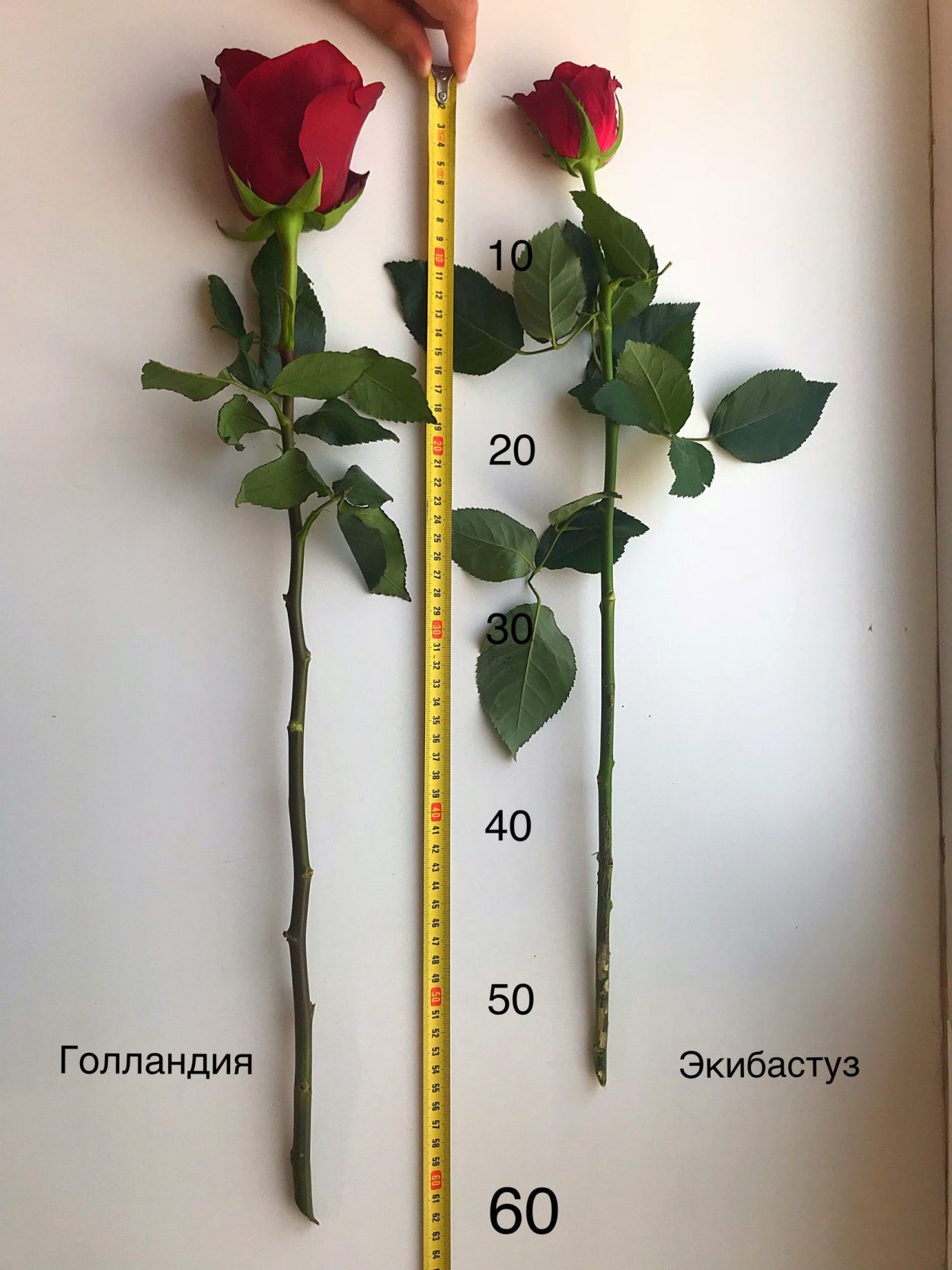 Голландские розы размер