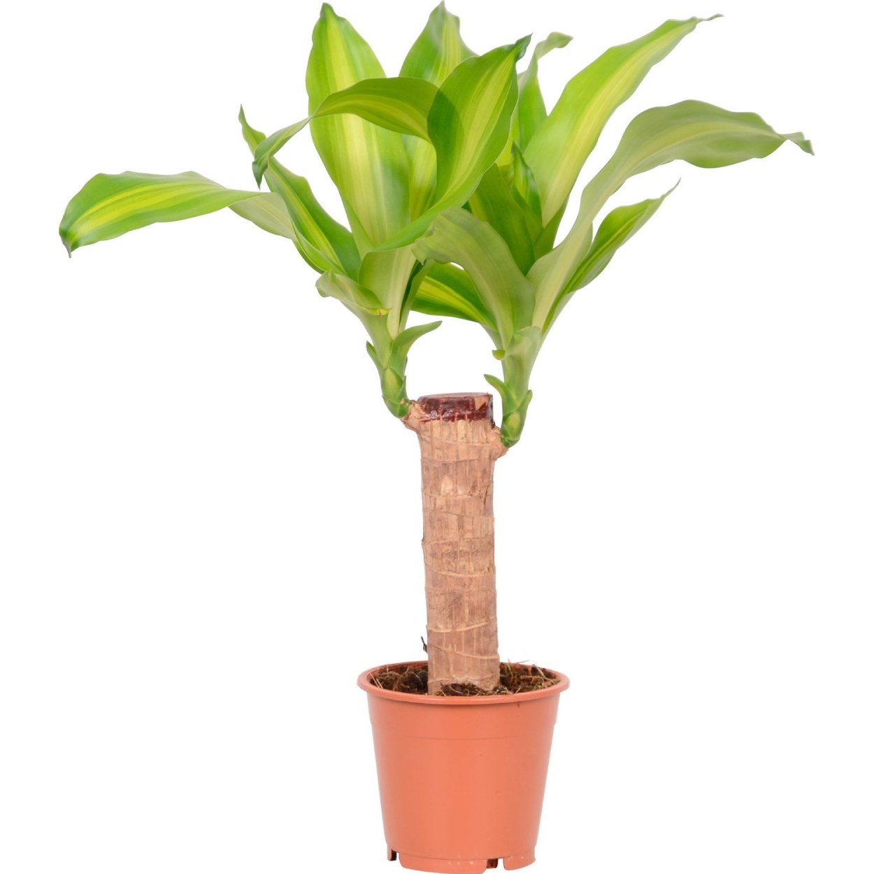 Dracaena massangeana
