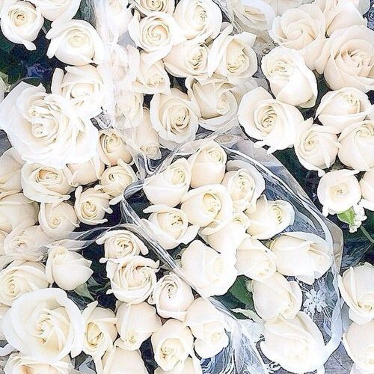 Самые красивые белые цветы