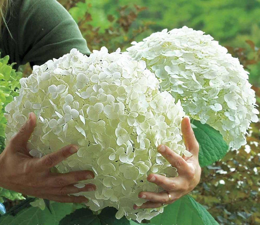 Гортензия Анабель