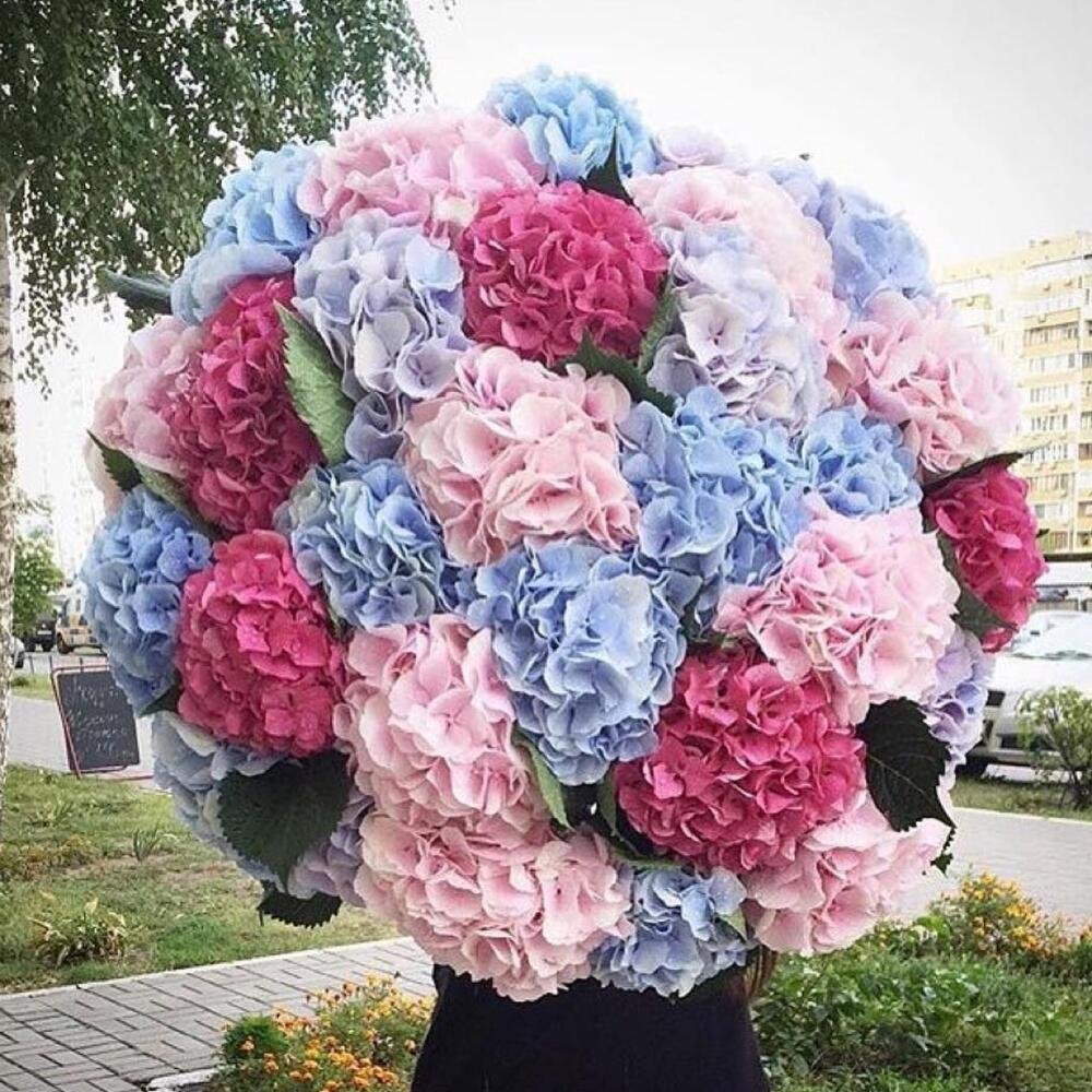 Цветы гортензия букет