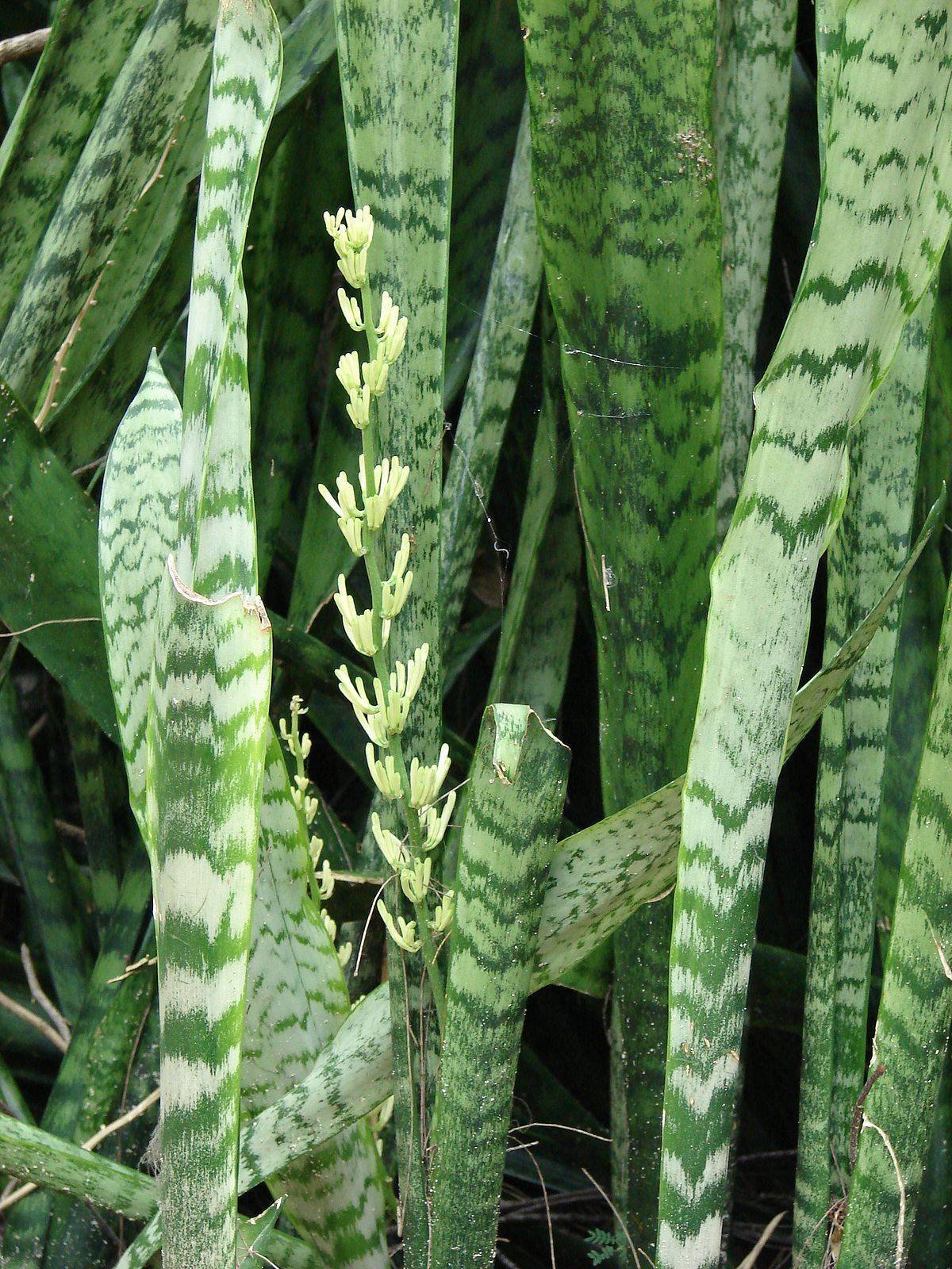 Сансевиерия hyacinthoides