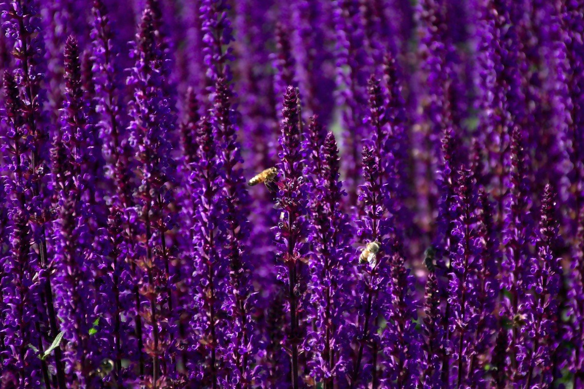 Высокие фиолетовые цветы