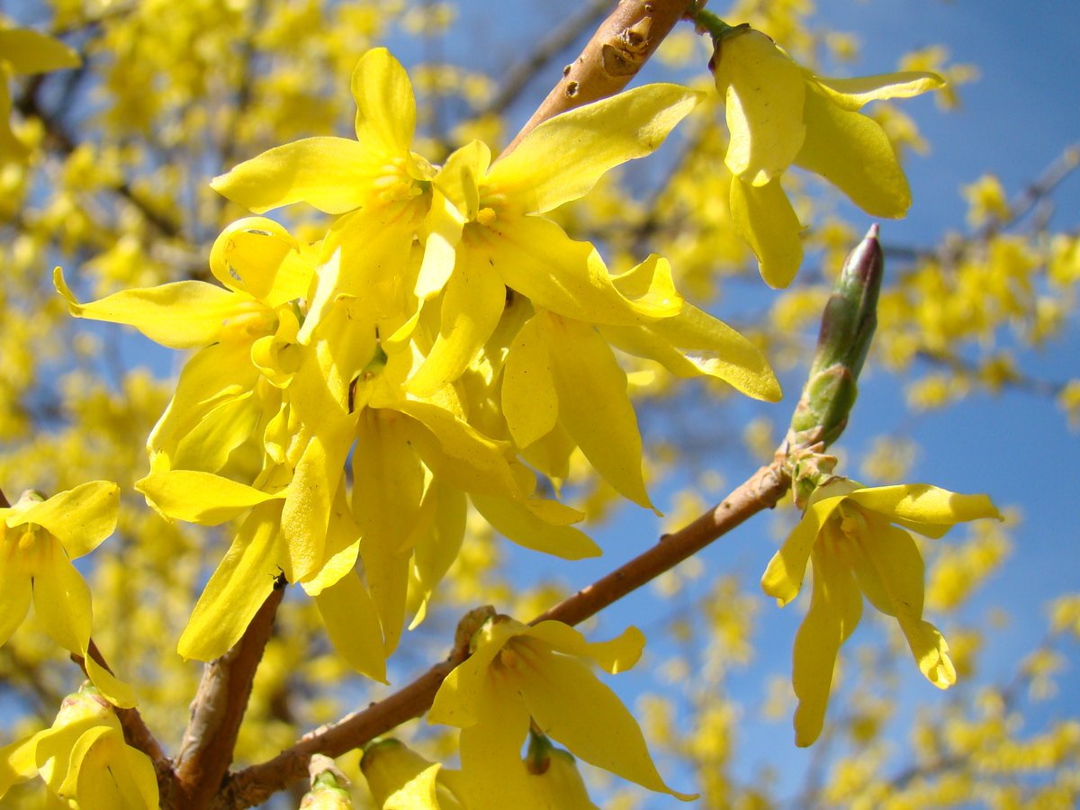 Форзиция Tetragold