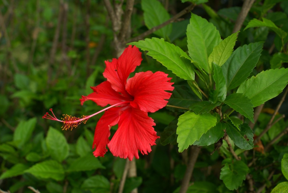 Гибискус Rosa sinensis
