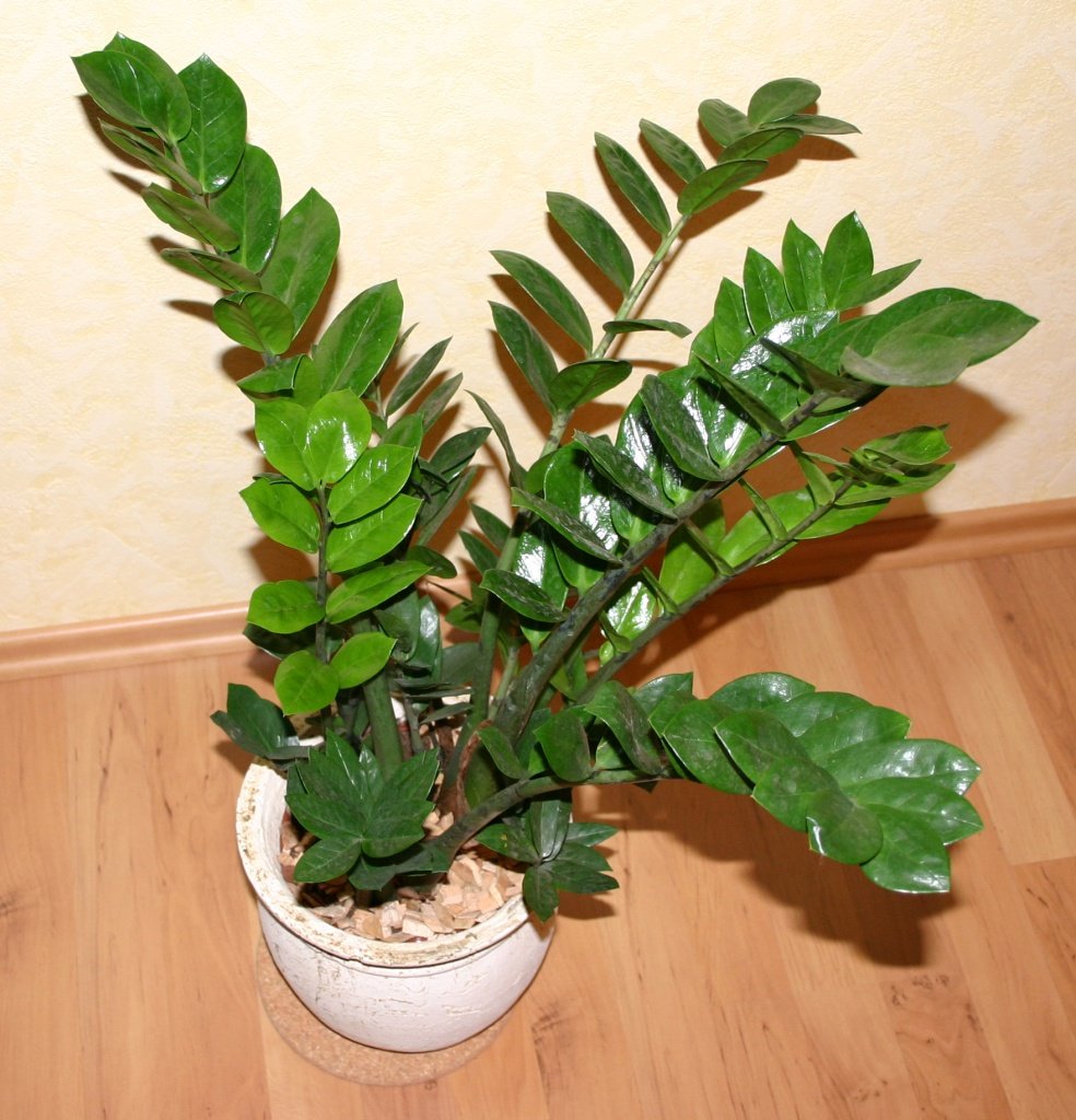 Замиокулькас замиелистный