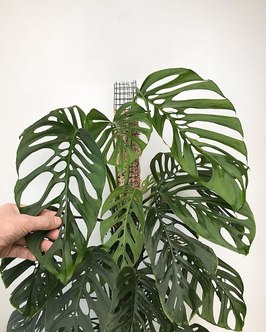 Монстера epipremnoides