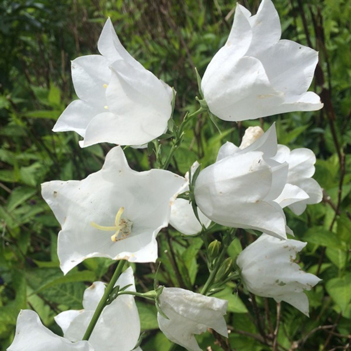 Белые колокольчики фото. Колокольчик персиколистный Белоснежка. Колокольчик персиколистный белый. Колокольчик персиколистный (Campanula persicifolia). Колокольчик персиколистный Campanula persicifolia белый.