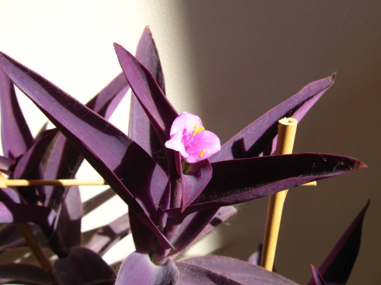 Домашнее растение с фиолетовыми листьями