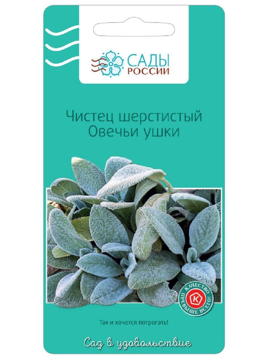 Чистец шерстистый овечьи ушки