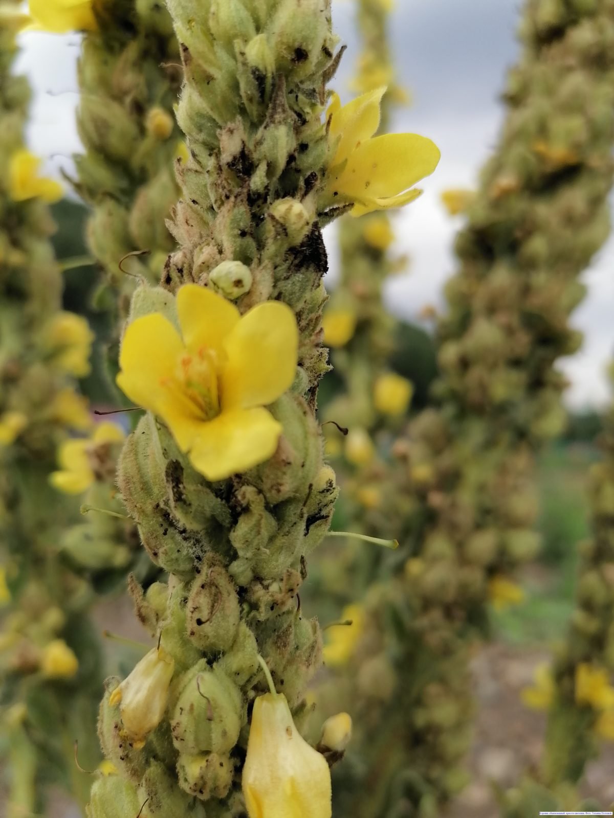 Коровяк Медвежье ухо ( Verbascum Thapsus l.)