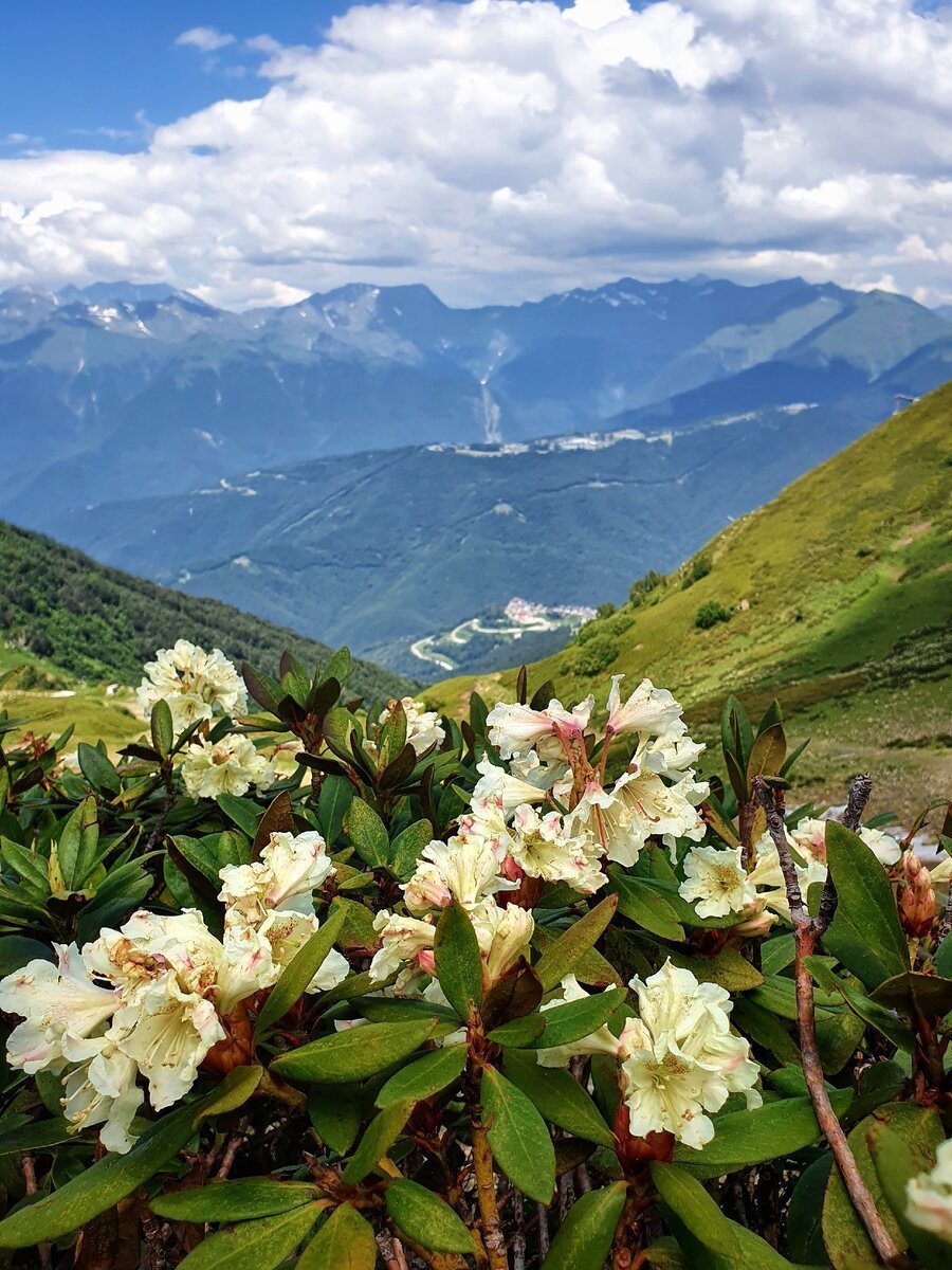 рододендрон в горах кавказа