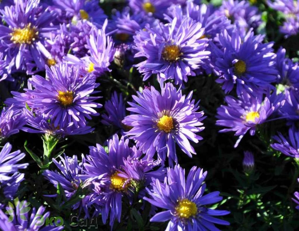Астра многолетняя кустарниковая (Aster dumosus)