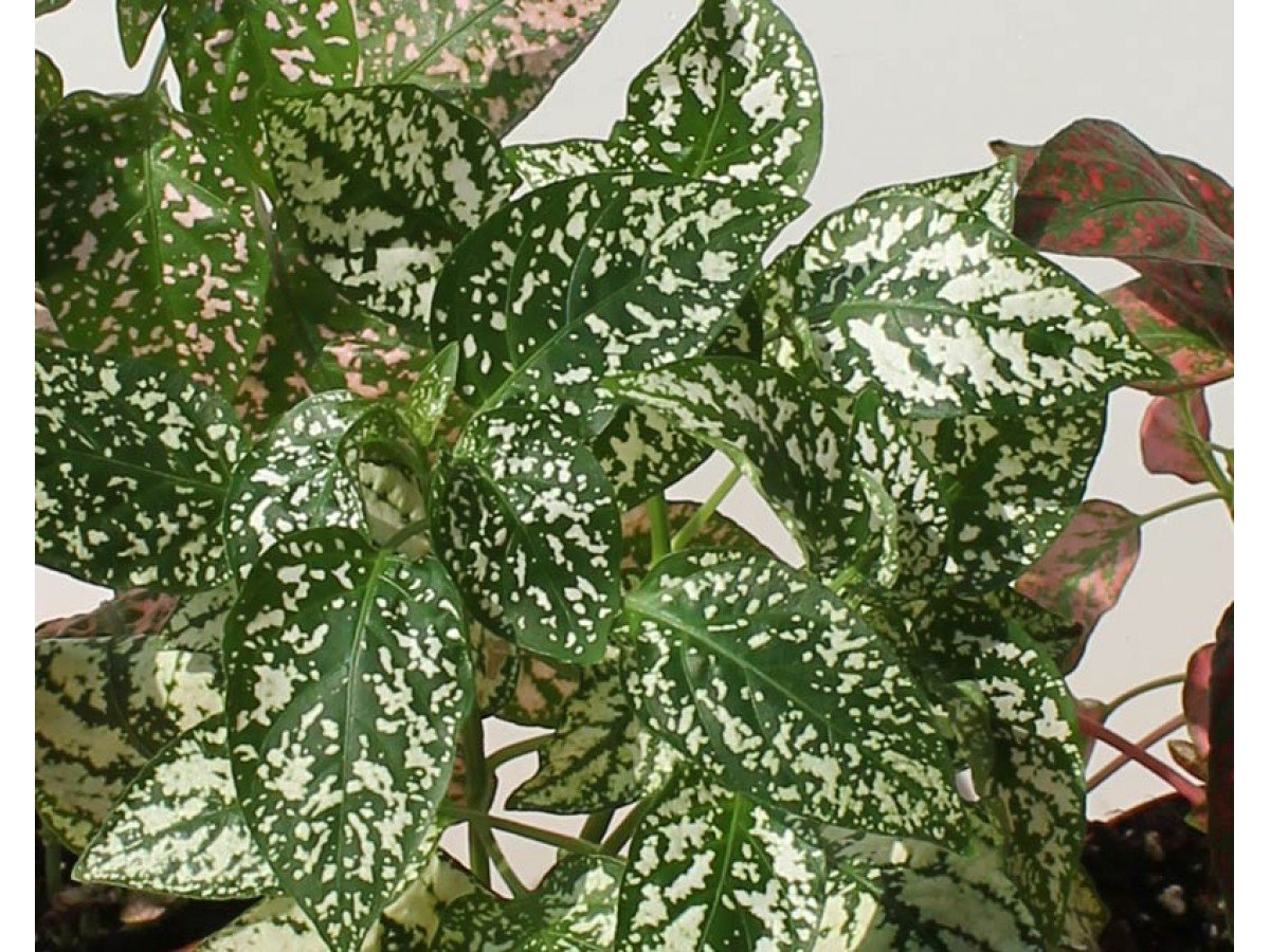 Растение с белыми пятнами на листьях