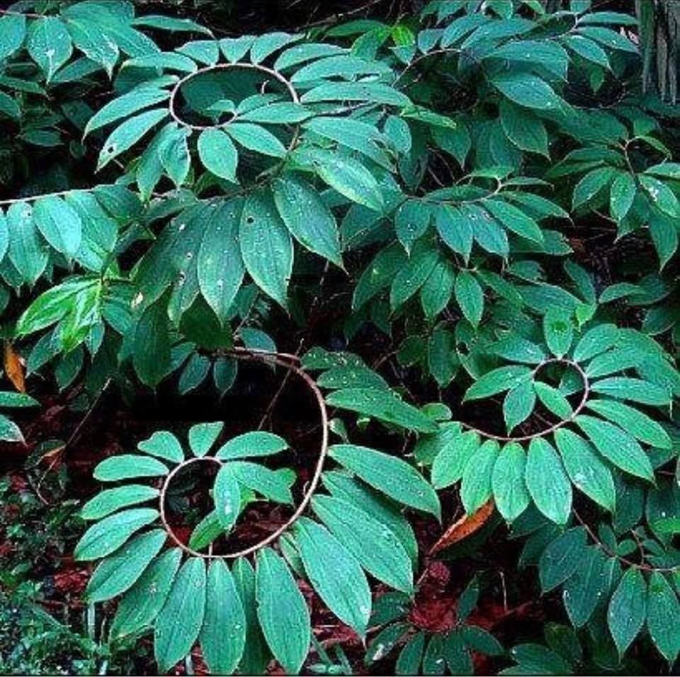 Manihot grahamii