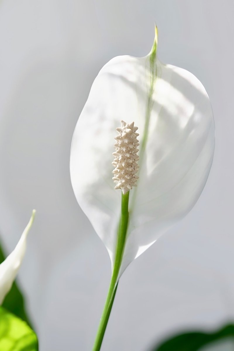 Spathiphyllum SP