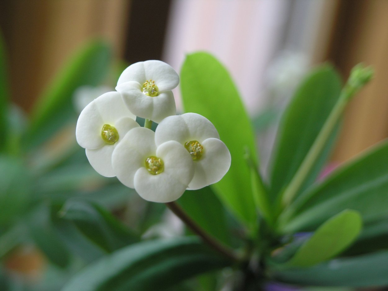 Комнатное растение с белым цветком