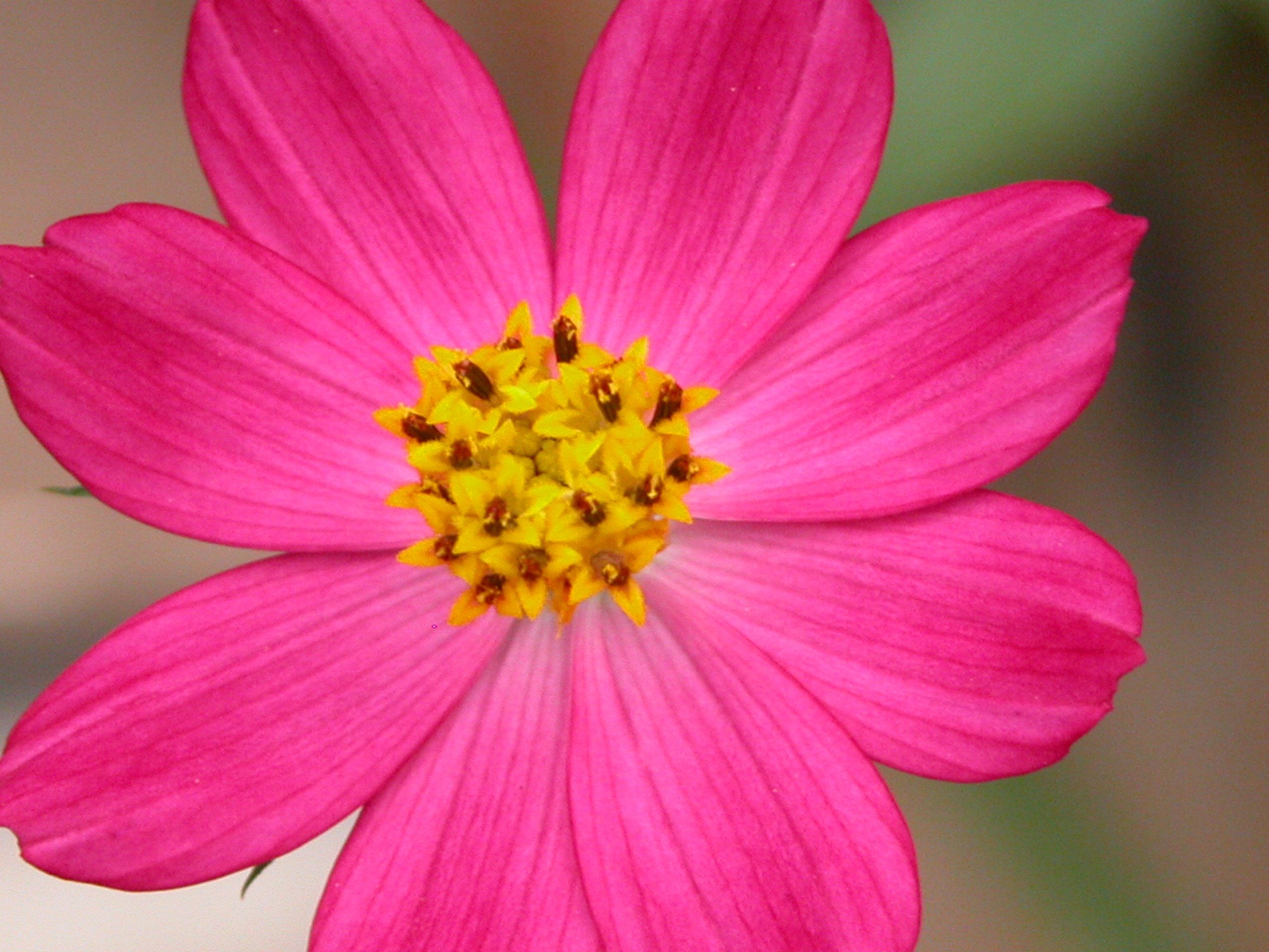 Flower mm2. Цветочки. Цветковые растения. Розовые цветы. Цветымсмкрупными лепестками.