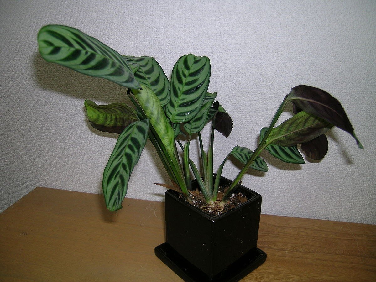 Комнатное растение с полосатыми листьями