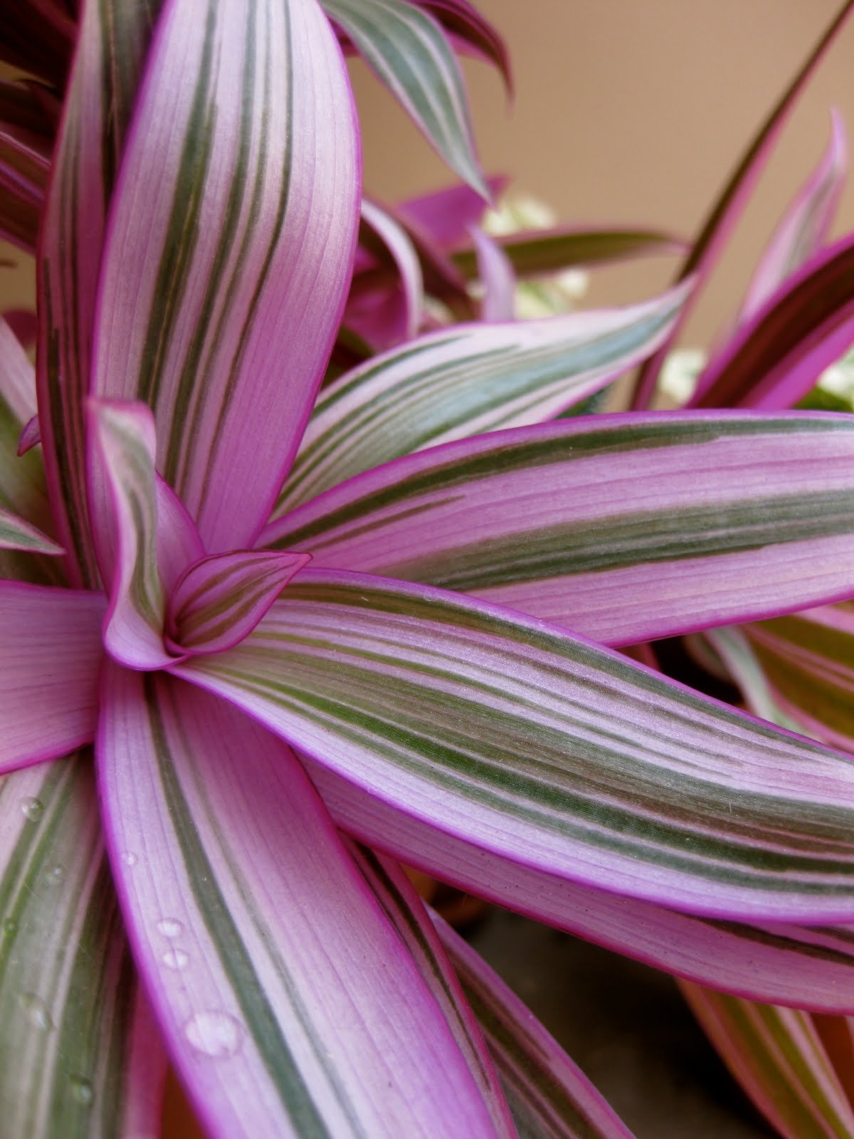 Традесканция spathacea Tricolor