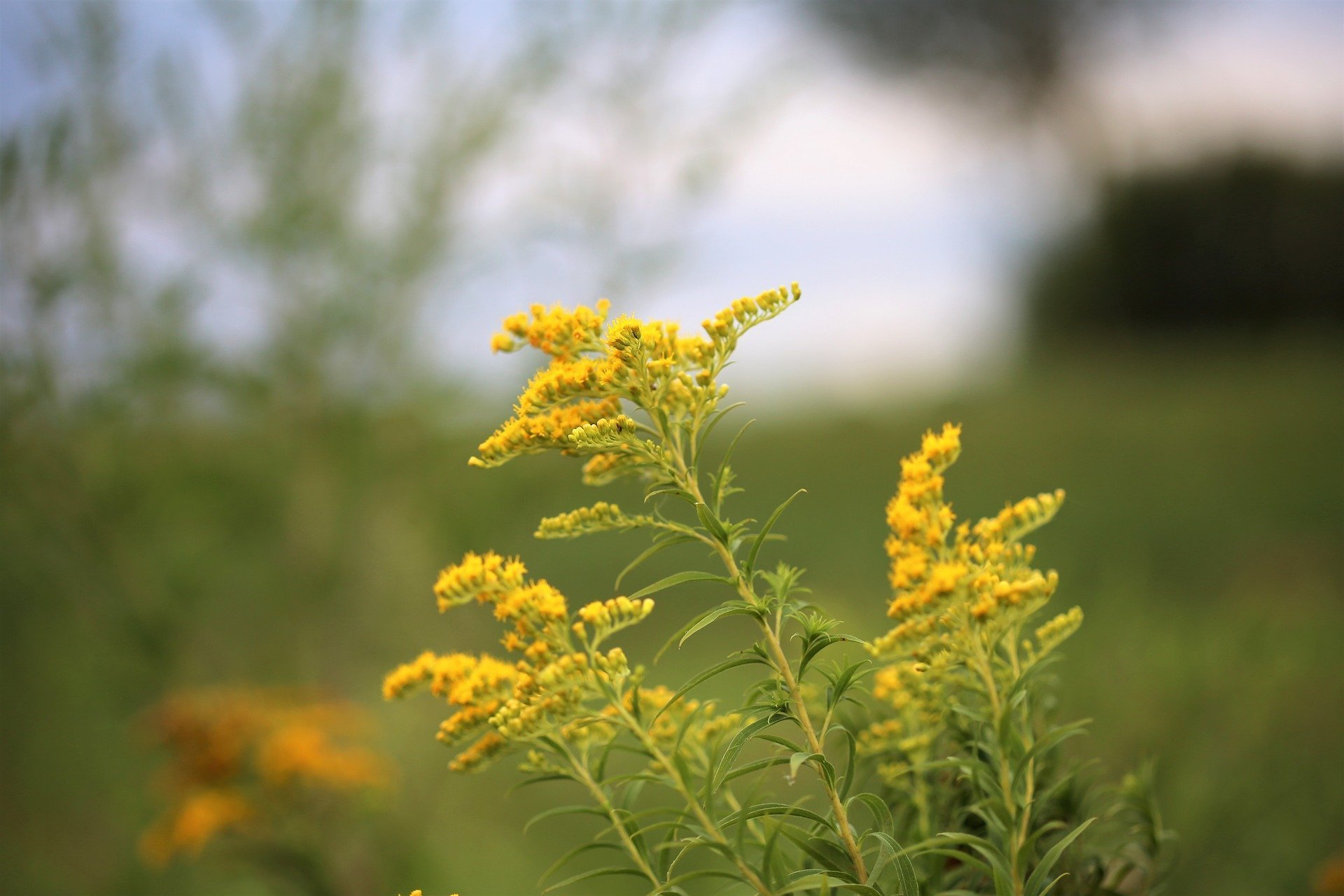 Трава с желтыми цветочками. Золотарник полевой. Solidago gigantea. Полевые желтые- золотарник полевой. Ouachita Mountain Goldenrod.