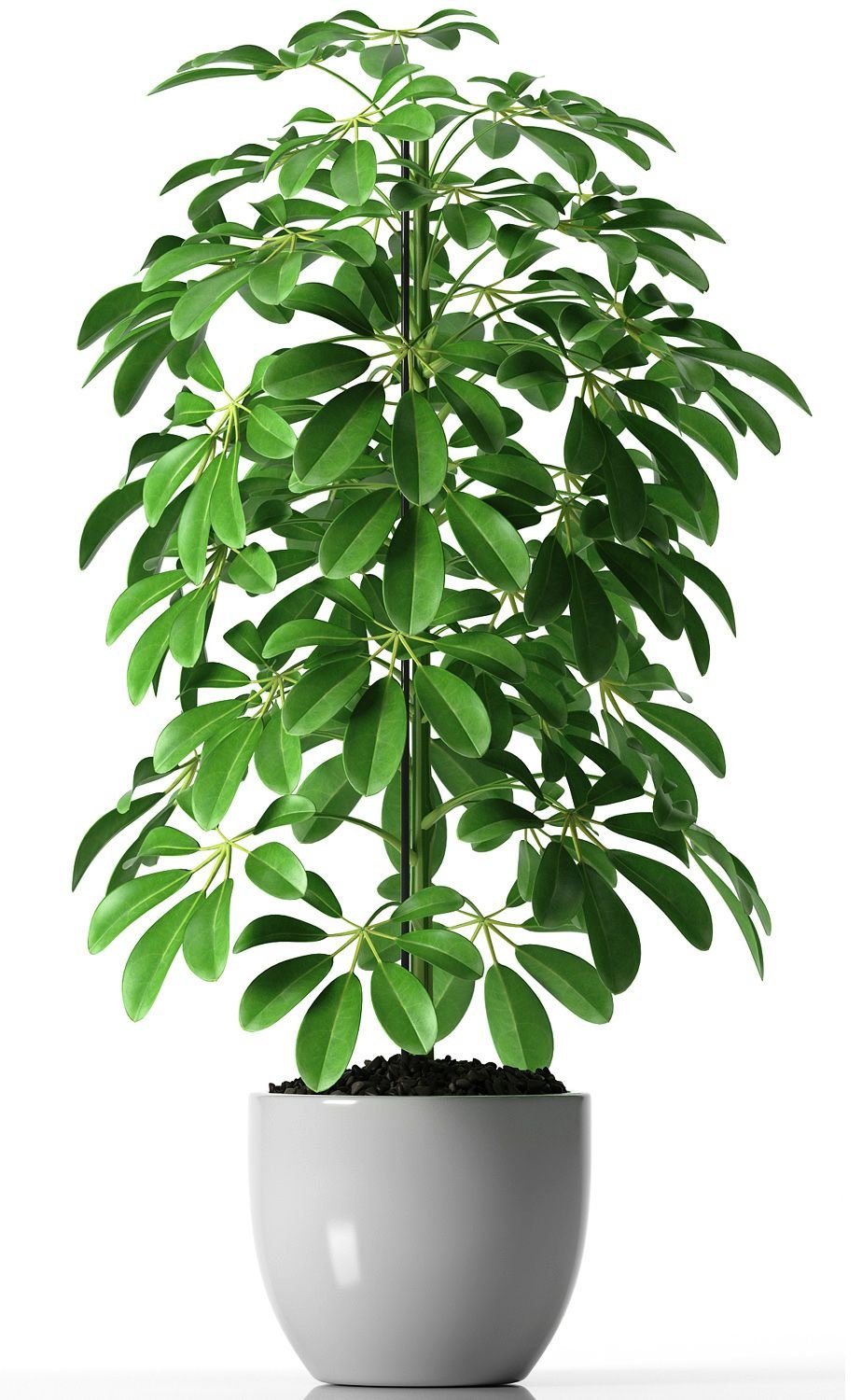 Schefflera arboricola цветок