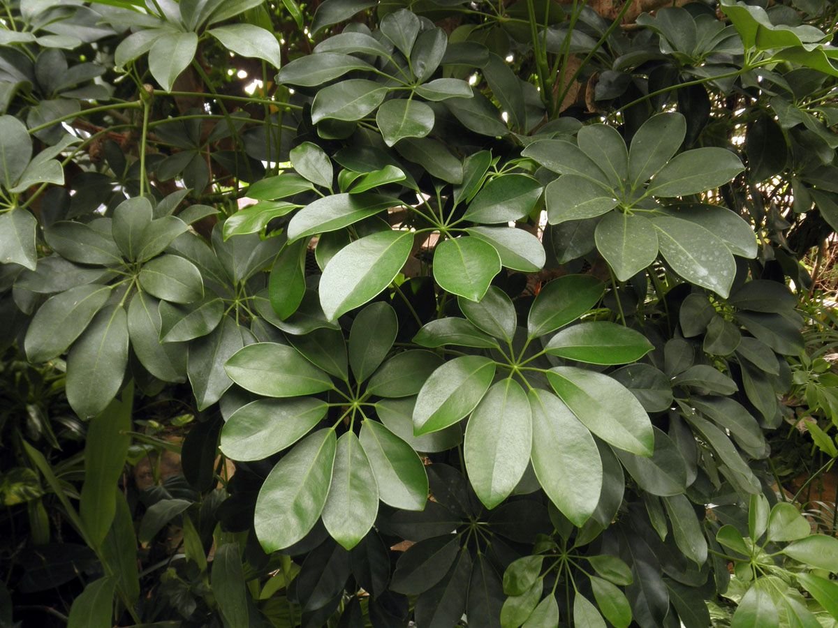 Trebouxia arboricola