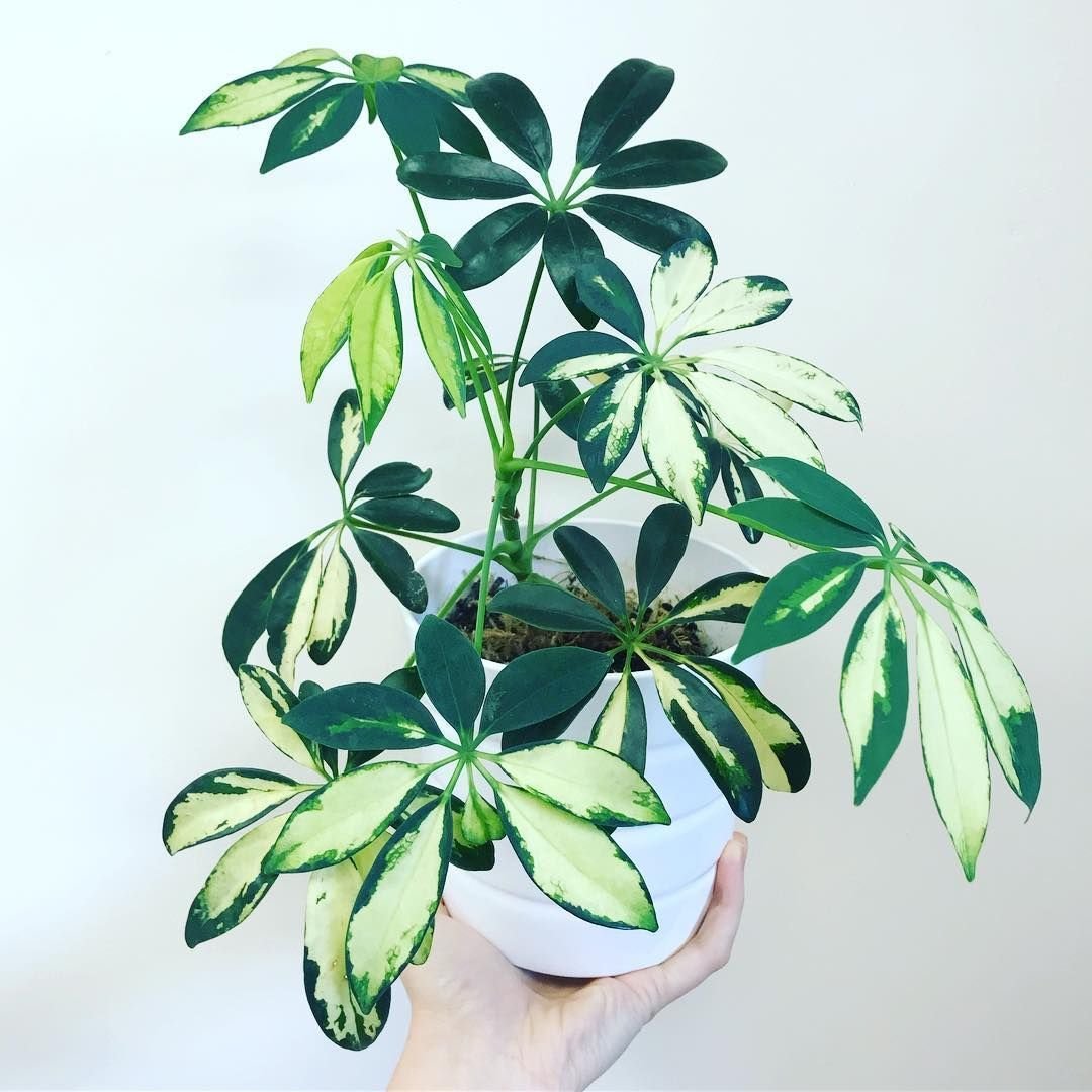 Schefflera arboricola цветок
