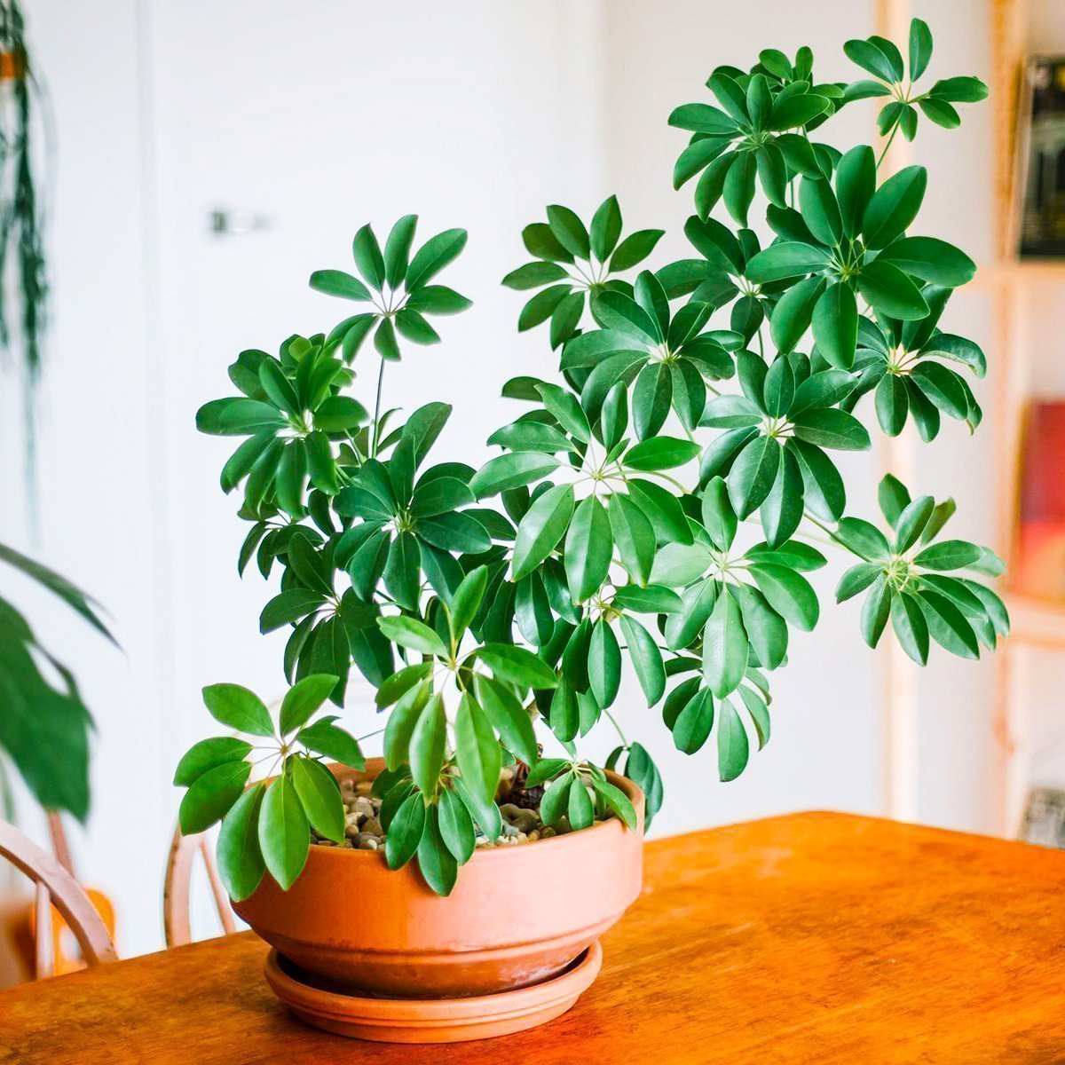 Schefflera arboricola цветок
