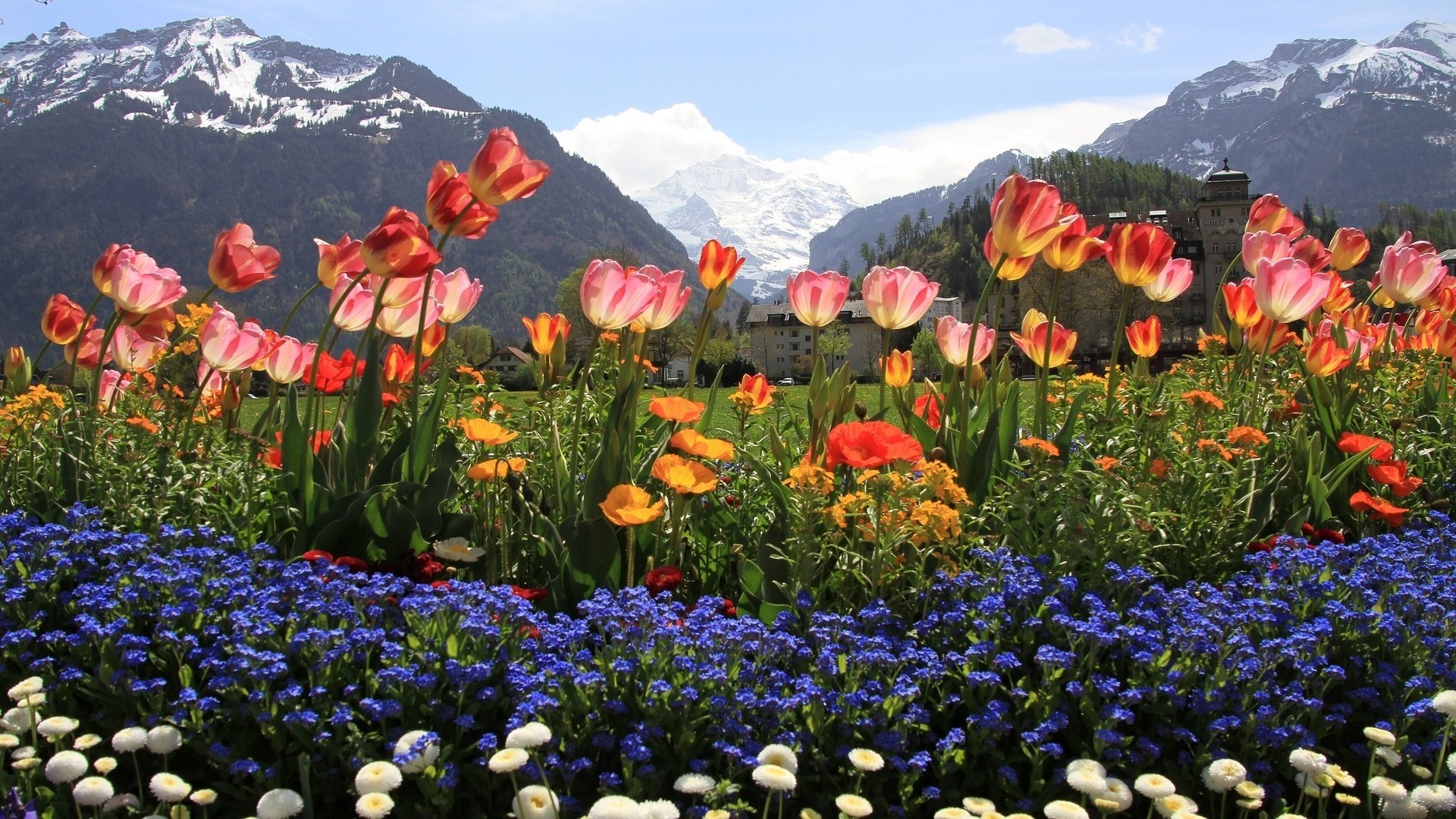Flowers valley. Долина тюльпанов Интерлакен Швейцария. Тянь-Шань тюльпан Киргизия. Горные тюльпаны Тянь Шаня. Альпийские Луга Гималаи Непал.